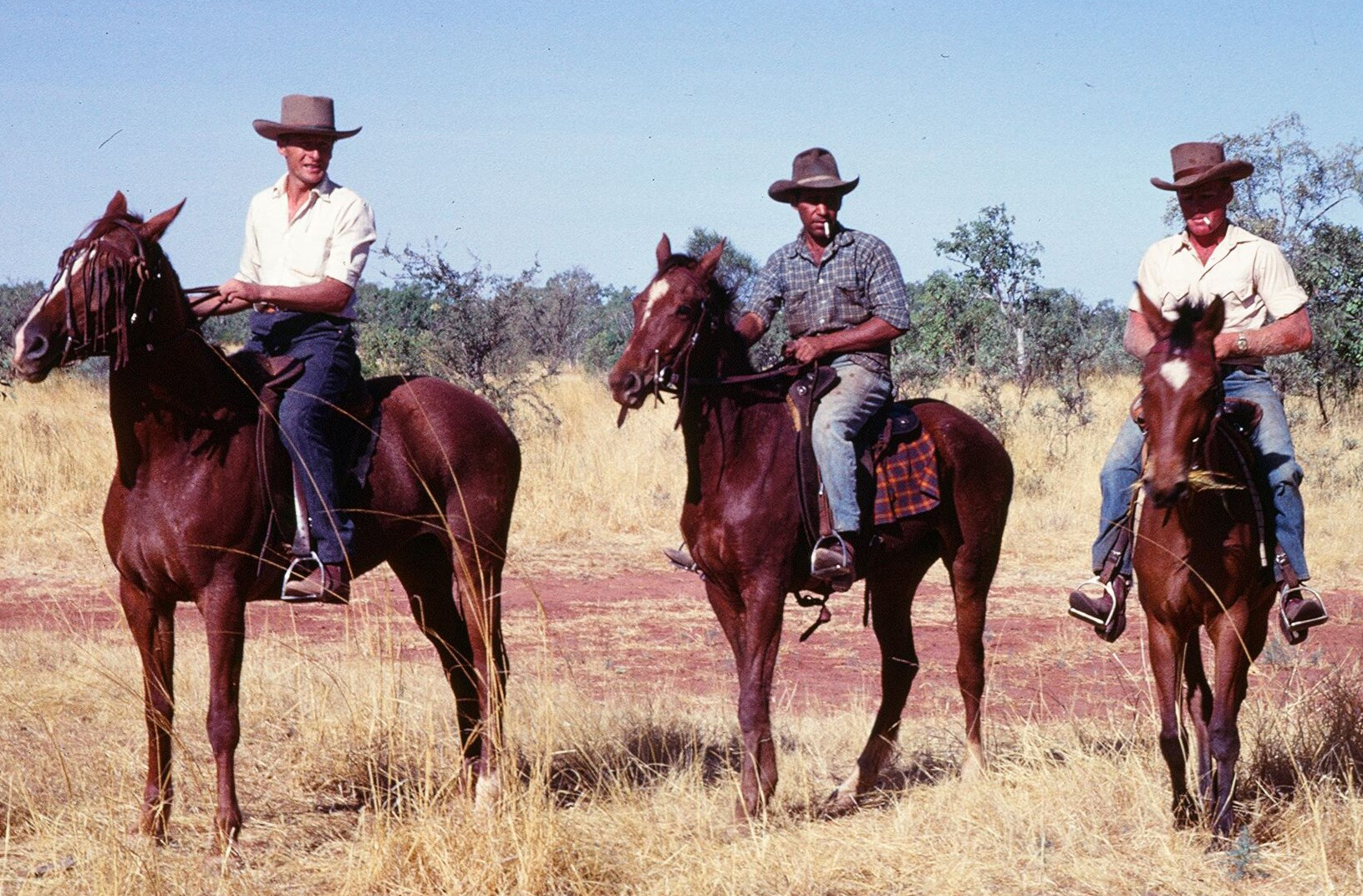 Droving cattle in the Australian Outback.