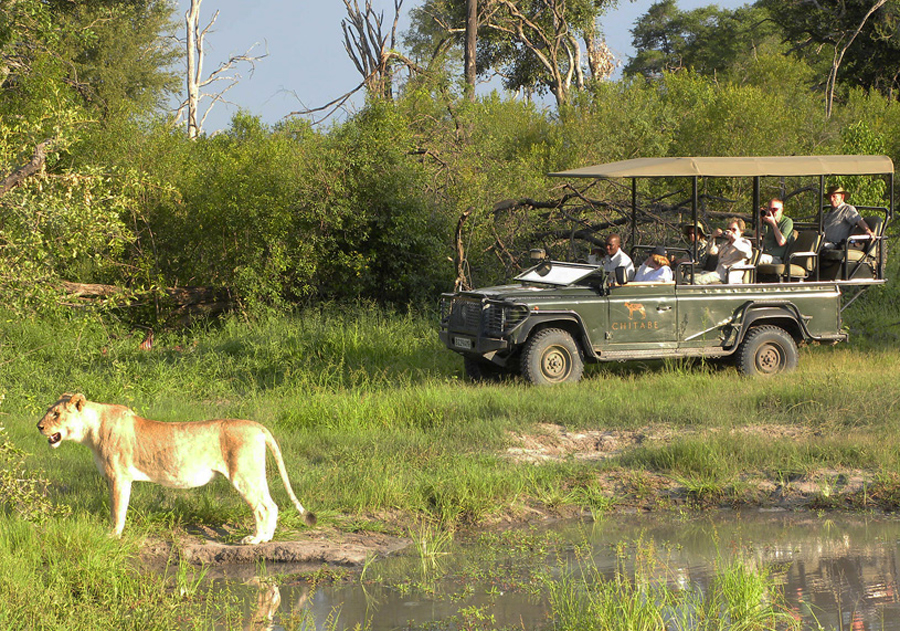 On safari in Botswana.